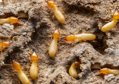 Termites