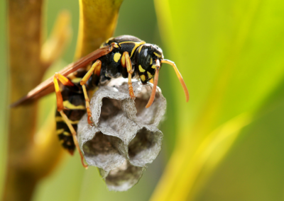 Wasps